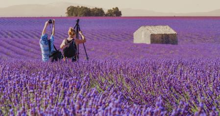 Los campos de lavanda inundan la meseta de Valensole