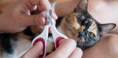 Es importante cortas las uñas de tu mascota para que no se encarnen y no se haga daño.