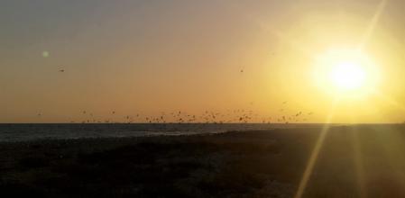 Atardecer de las aves en la desembocadura del Foix en Cubelles.