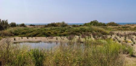 La Platja Llarga de Vilanova ha recuperado la zona húmeda