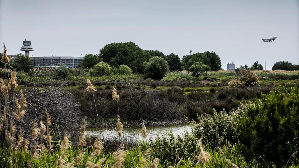 El Govern duplica la zona protegida en el Delta del Llobregat para evitar una multa de la UE