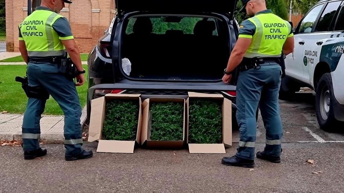 Dos detenidos en Teruel por transportar 312 plantas de marihuana en un vehículo