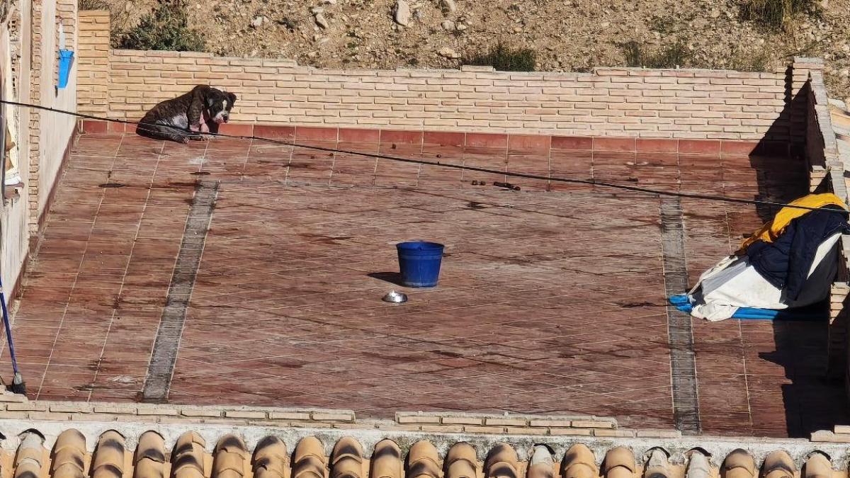 La agónica llamada de socorro para rescatar a un perro encerrado en la azotea de una casa de Granada: “Está enfermo, inflamado y muy mal”