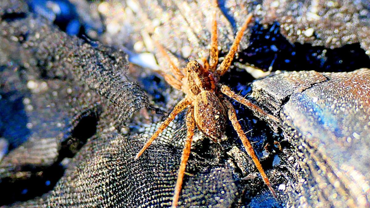 La araña más aguda que Spiderman