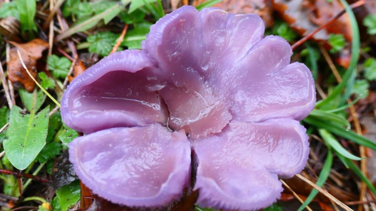 El hongo flor lila símbolo de la lucha de la mujer