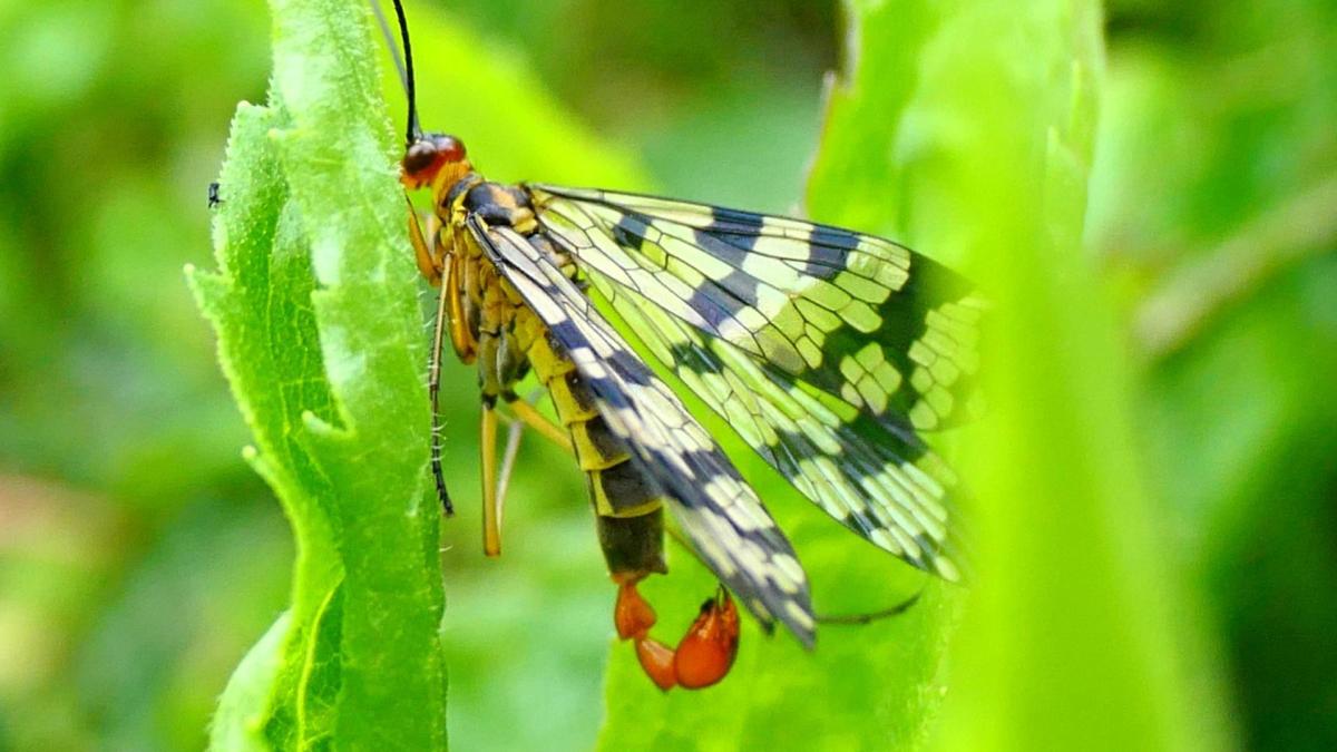 ¿Para qué sirve el aguijón de la mosca escorpión?