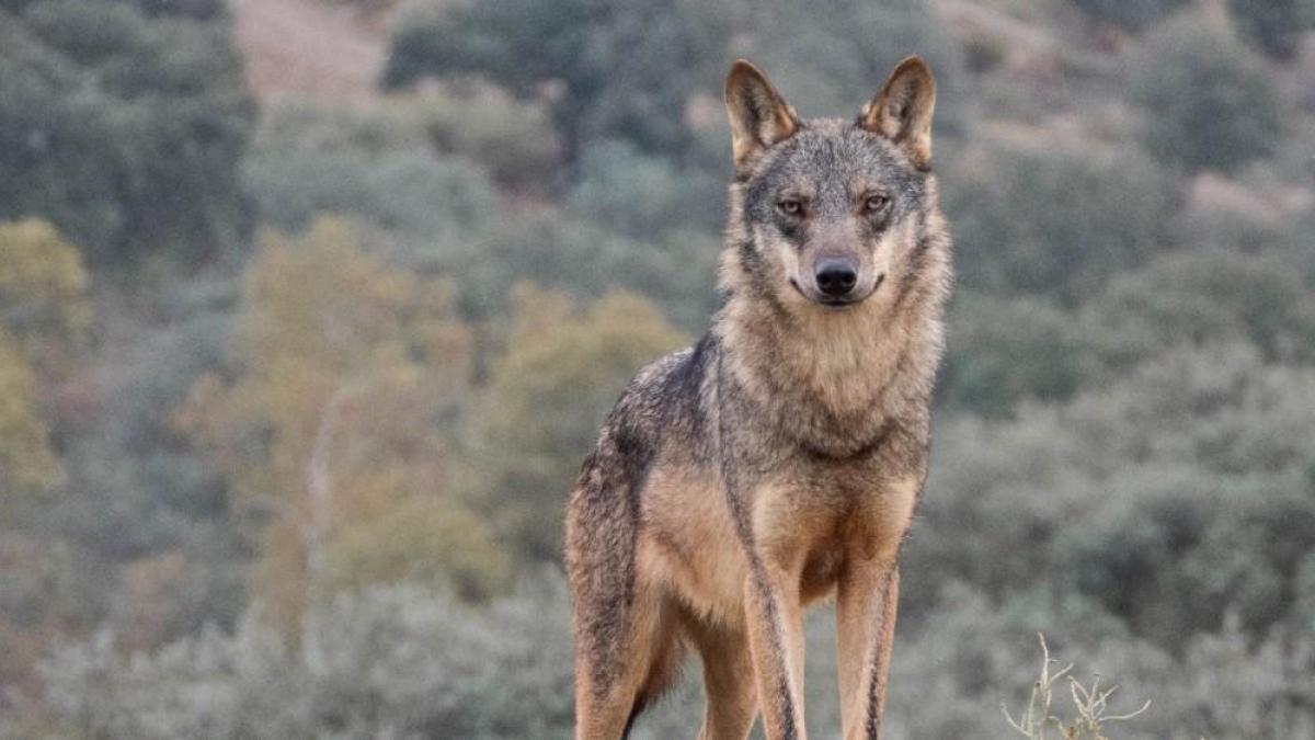 Diversas organizaciones piden a Illa que pare la campaña en el Pirineo del PSC contra el lobo