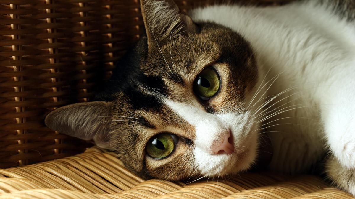 “Cayó desde un cuarto piso... y con él, también se hizo evidente la negligencia”: cuando el cuidado de los animales recae sobre las mujeres