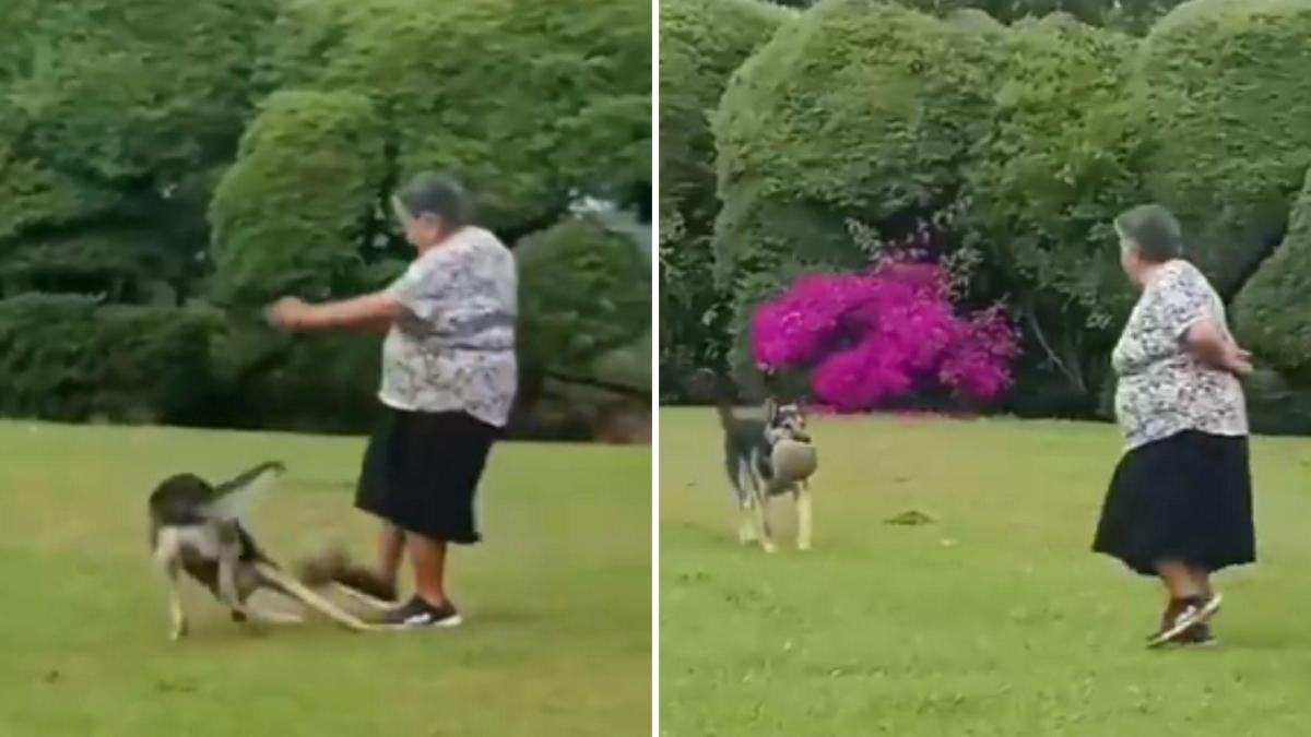 El hilarante vídeo que muestra a una señora mayor jugando al fútbol con su pastor alemán: “Toda una profesional”