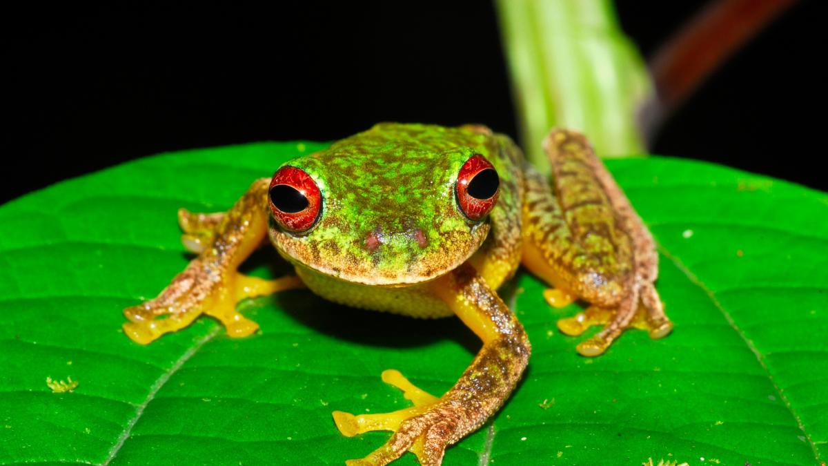 Adiós a ranas, sapos y salamandras. ¿Por qué están amenazados de extinción los anfibios?