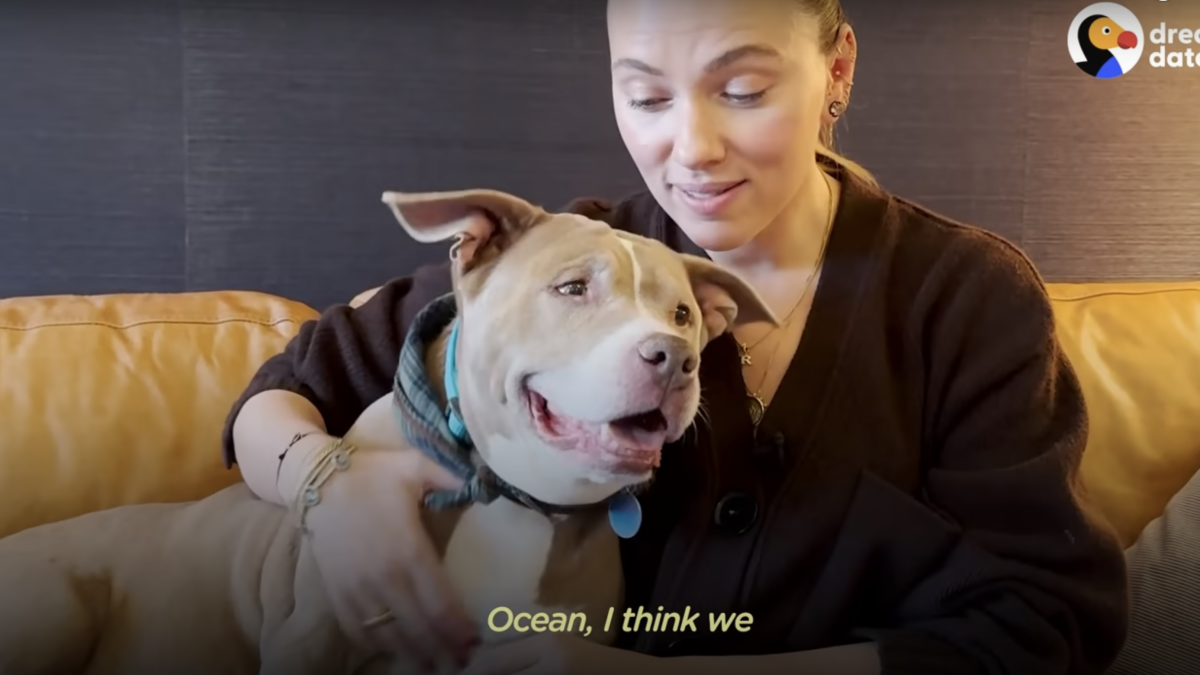 Ocean, la mamá pitbull que tuvo a Scarlett Johansson como cita a ciegas