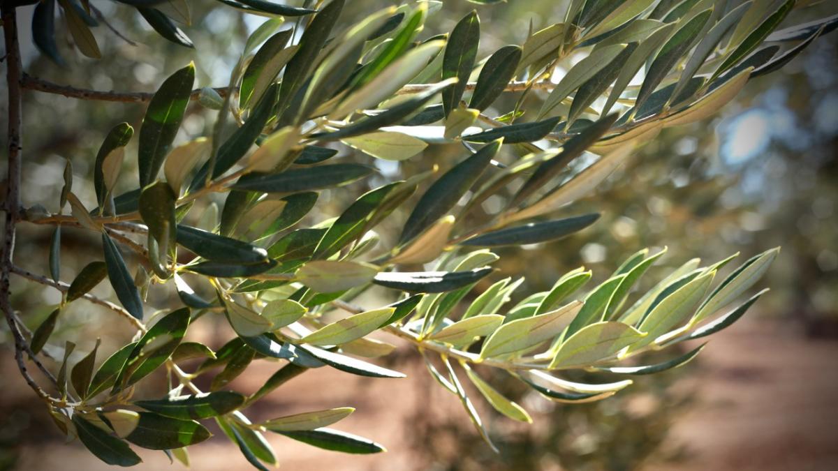 Alimentos que ayudan a revertir el cambio climático