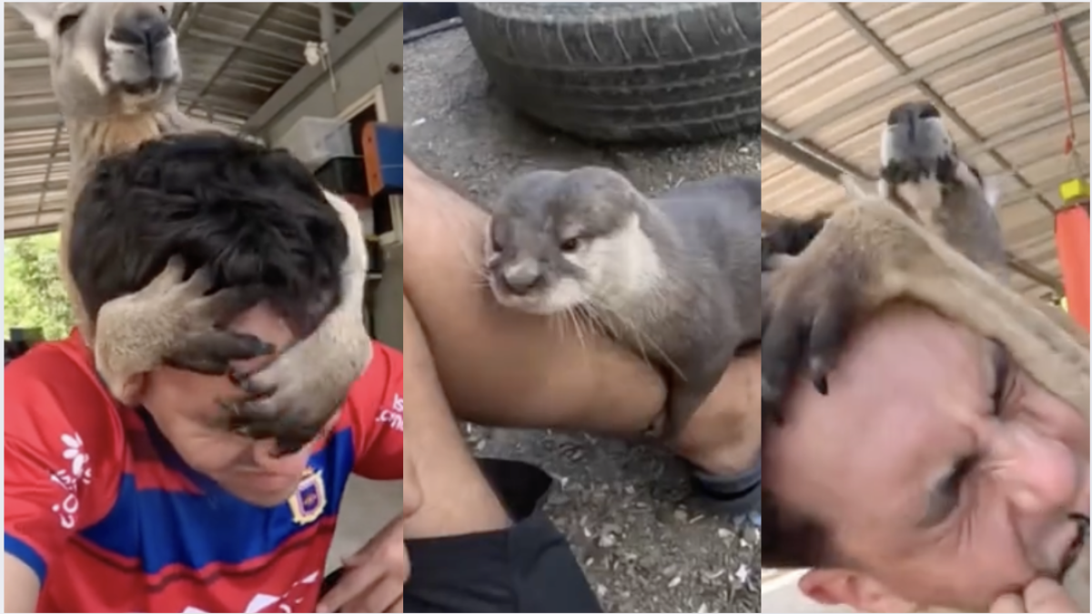 Los animales de Frank Cuesta sorprenden a este influencer: “Uno te quiere desvivir y el otro te quiere seducir”