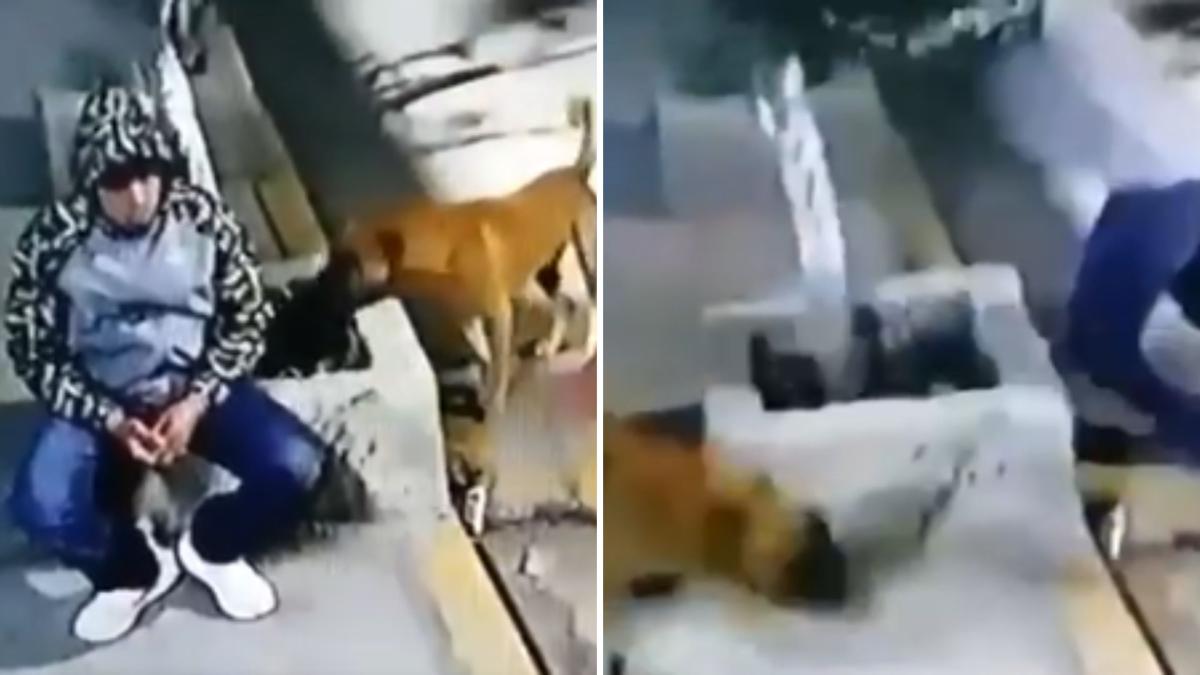 El hilarante susto que se lleva un hombre cuando de repente un boxer empieza a ladrarle y perseguirle: “¿A qué había venido?”