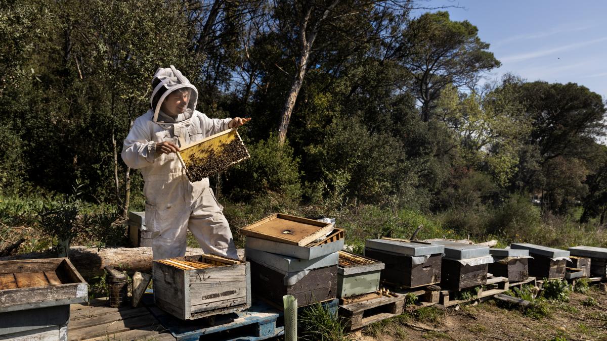 El reto de las abejas