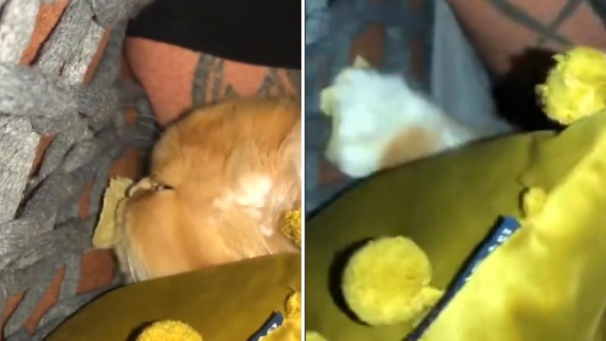 La hilarante reacción de un gato cuando intentan quitarle una de sus patatas fritas: “Nadie puede quitarme lo que adoro comer” La hilarante reacción de un gato cuando intentan quitarle una de sus patatas fritas: “Nadie puede quitarme lo que adoro comer”