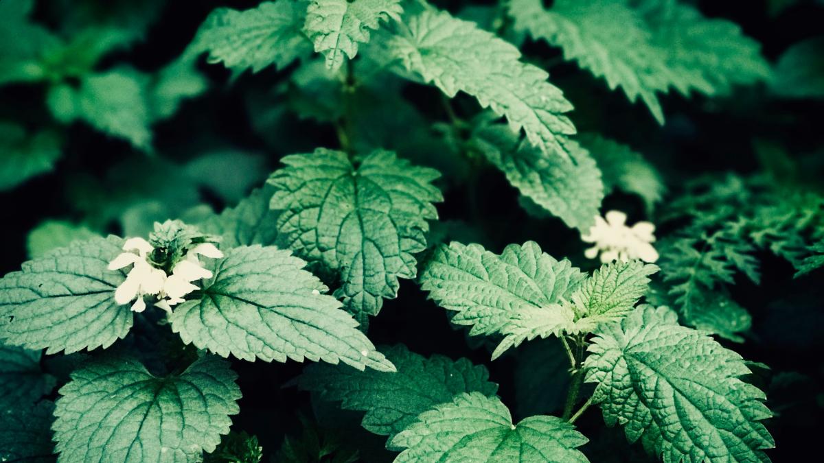 Candela Vargas, bióloga y ambientóloga: “La ortiga es una de las plantas más medicinales y más nutritivas que podemos encontrar creciendo silvestre, deberían de venderlas en los supermercados”