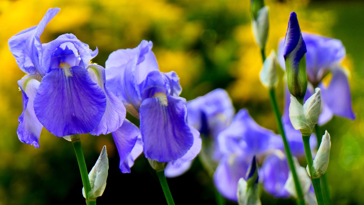 ¿Sabías que los emblemáticos Lirios de Van Gogh eran originalmente violetas?