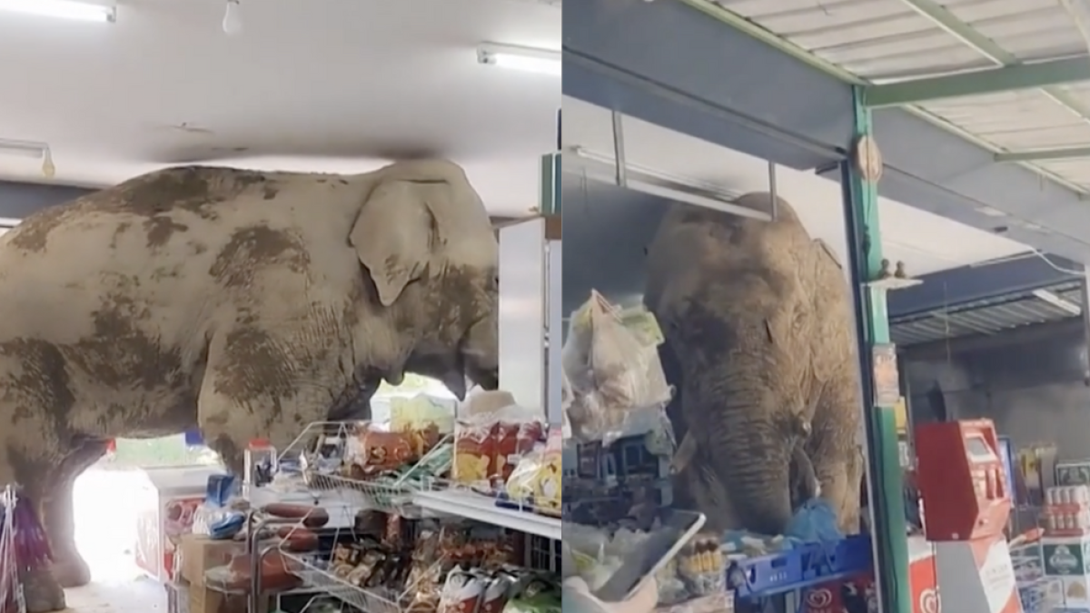 Las impactantes imágenes de un elefante hambriento asaltando una tienda en Tailandia
