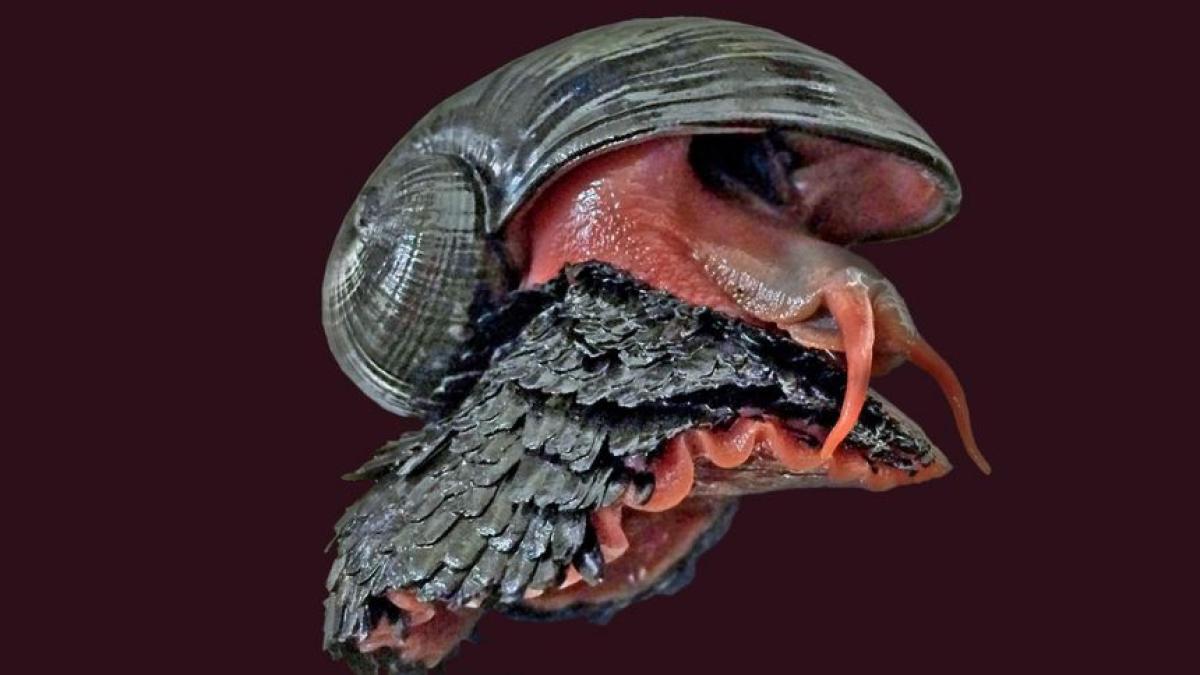 Nunca come y es capaz de sobrevivir a 400 grados centígrados: la criatura del fondo del océano que fascina a los científicos