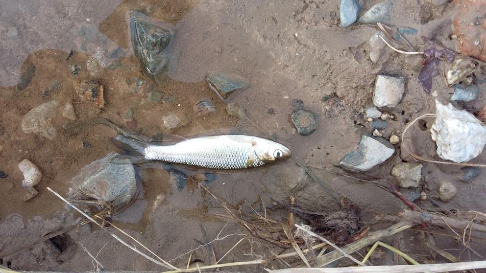 Los vertidos al agua por el incendio del Vallès están matando a los peces del Besòs