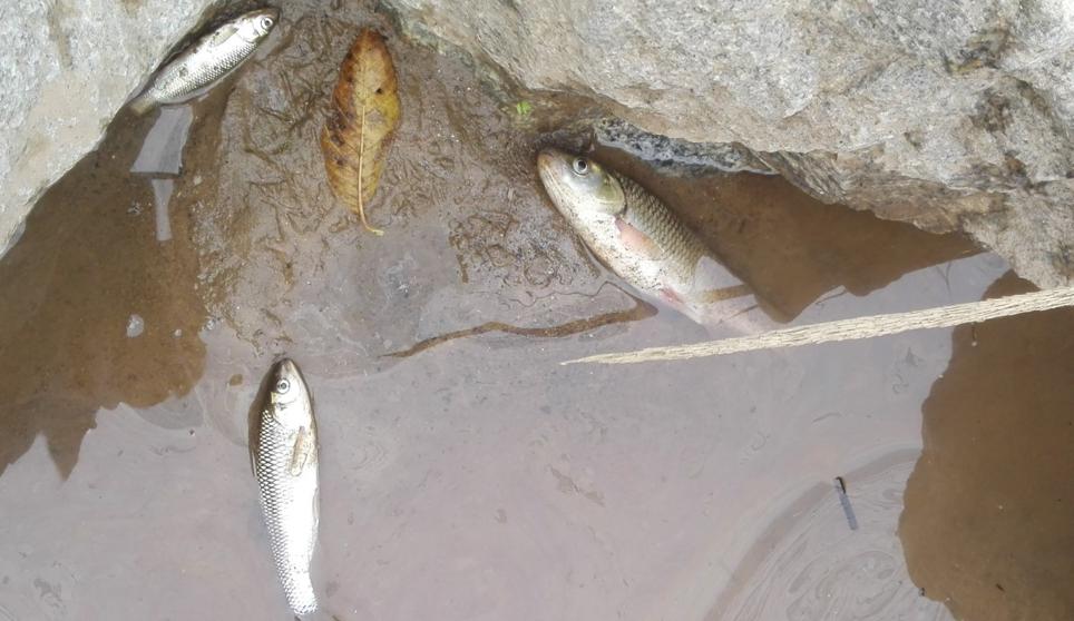 Colau lamenta el “desastre ecológico” del río Besòs y pide que no quede “impune”
